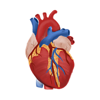 Healthcare Professionals and Researchers